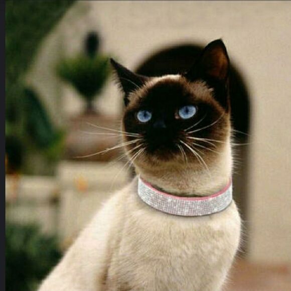 🎉HP🎉 Rhinestone Small Pet Collar - Picture 1 of 13